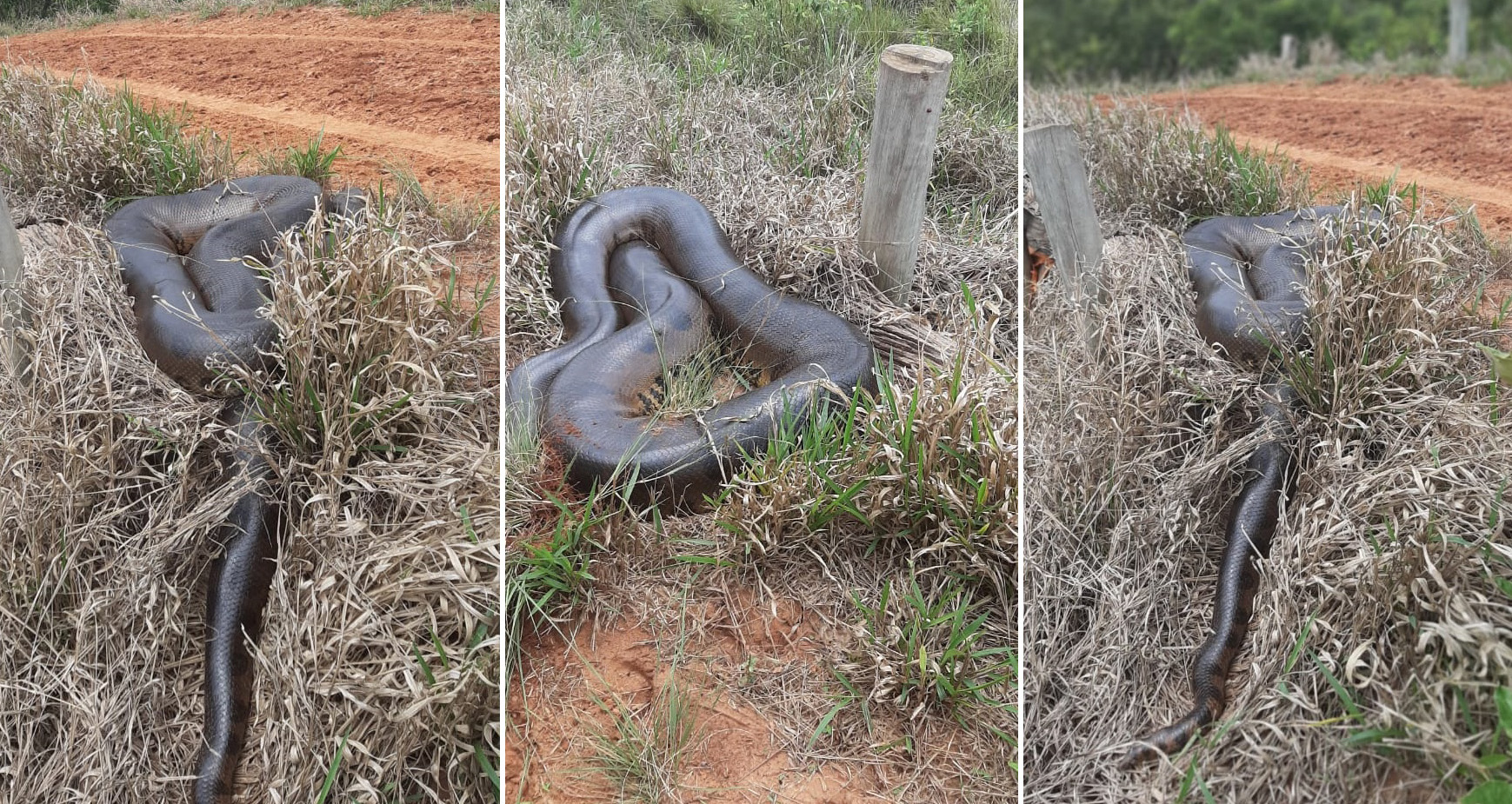 Motorista de transporte escolar flagra anaconda de oito metros tomando sol  em estrada rural; veja vídeo - Diário DigitalDiário Digital